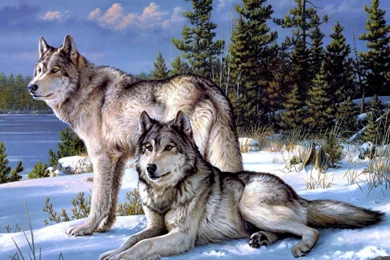 Pair Of Wolves In The Snow 1229370 Wallpapers (