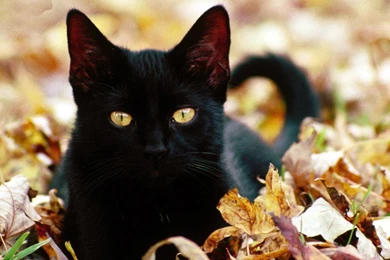 Black Kitten Widescreen Wallpapers