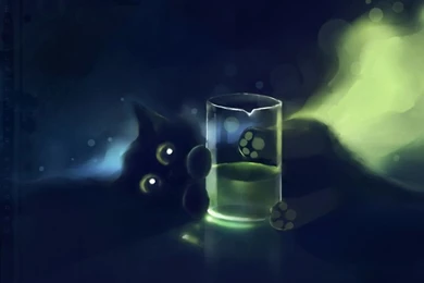 Playful Black Kitten HD Desktop Wallpapers : Widescreen : High ...