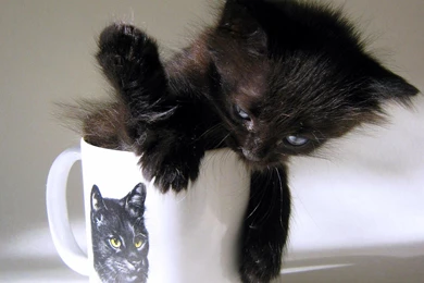 A Black Kitten In A Mug >> HD Wallpaper, Get It Now!