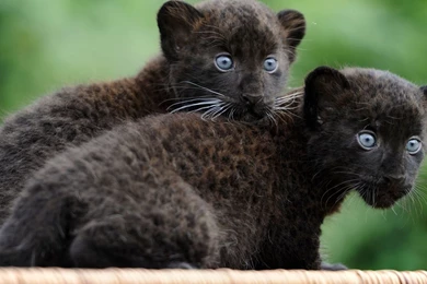 Black Panther Kittens Wallpapers Animal Wallpapers