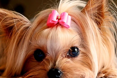 Tiger Wallpapers Hd Wallpapers