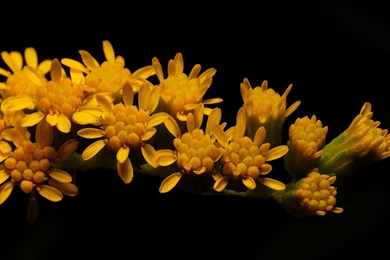 30 HD Yellow Wallpapers