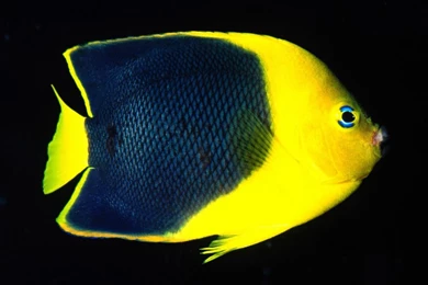 1280x1024 Yellow And Black Desktop PC And Mac Wallpapers