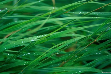 Free Wallpapers Free Nature Wallpapers Mac OS X The Lion Apple ...