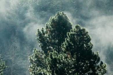 Fog iPhone 6 Wallpapers HD Nature iPhone 6 Wallpapers