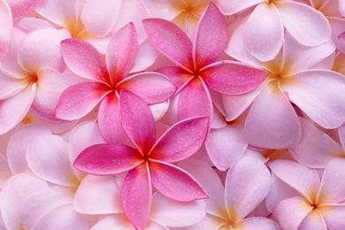 Tropical Plumeria Wallpapers