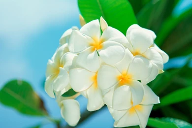 Plumeria HD Wallpapers