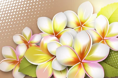 Plumeria Wallpapers