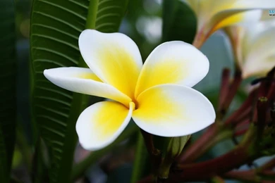 Plumeria Wallpapers Flower Wallpapers
