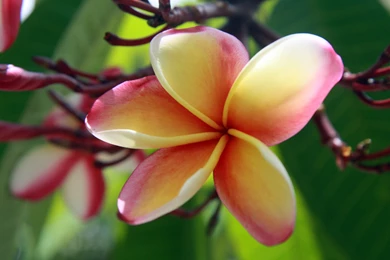 Plumeria Wallpapers Wallpapers