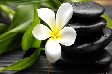 Flowers Leaves Stones Plumeria Wallpapers