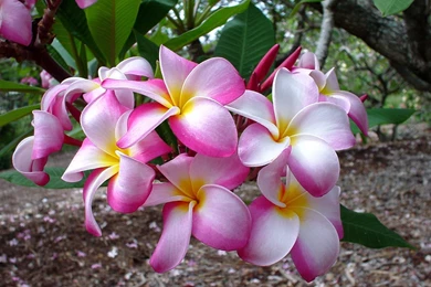 Wallpapers Plumeria Flowers Image