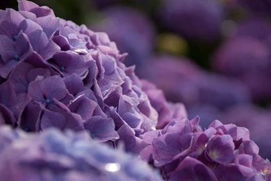 30 Hydrangea HD Wallpapers