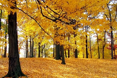 Forest, Trees, Seasons, Foliage Photo Gallery