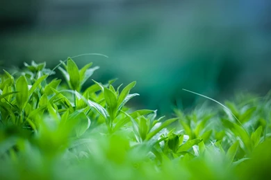 Summer Mint 1920 X 1080 HDTV 1080p Wallpapers