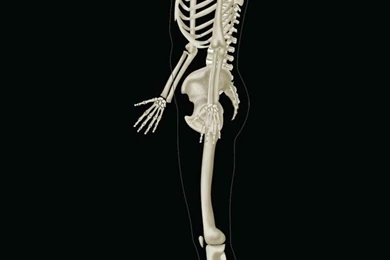 Free PC And iPhone Wallpapers