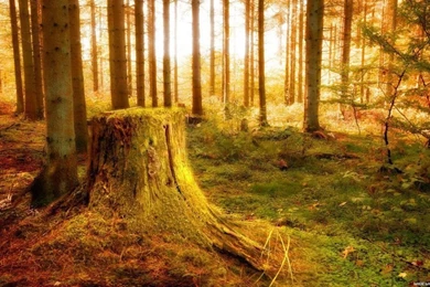 1049 1920 x 1080 wallpaper nature By Tkasabov2 On DeviantArt