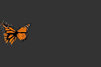 Butterfly Desktop Wallpapers 21883