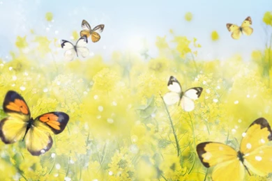 Butterfly desktop background.jpg