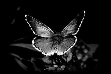 Black And White Wallpapers HD HD Images New