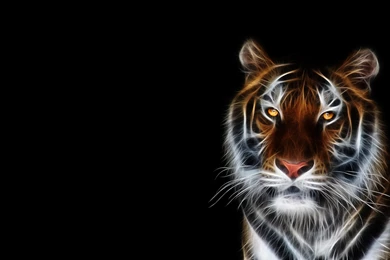 Tigers Fractalius Black Backgrounds Wallpapers