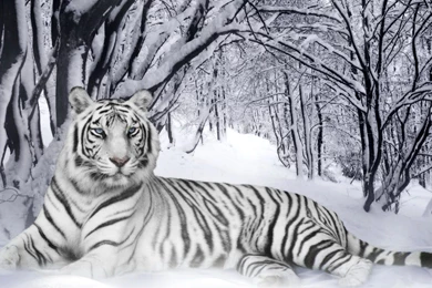 White Tigers HD Wallpapers
