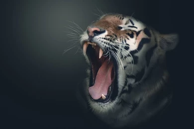 Wild Tigers Wallpapers