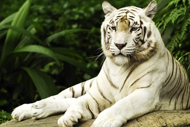 White Tigers Wallpapers