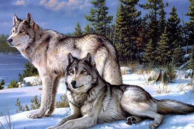 Pair Of Wolves Wallpapers 1019977