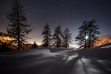 Winter Trees Night Wallpapers Download For Desktop & Mobile