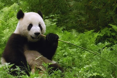 PhoneGames For > Pandas Wallpapers