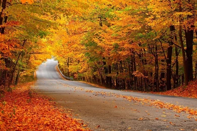 Autumn Forest Street Wallpapers