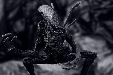 Top Alien Wallpapers 1920 Images For Pinterest