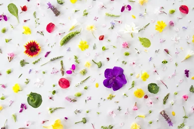 The Desktop Wallpapers Featuring Julie Lee