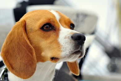 39 Beagle HD Wallpapers