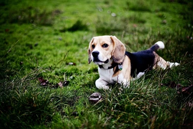 Beagle Wallpaper Backgrounds Download HD • IPhones Wallpapers
