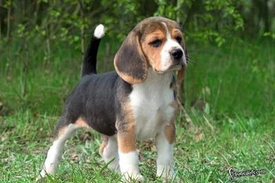 Here Is A Super Cute Beagle Beagles Wallpapers (5514599) Fanpop