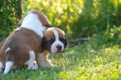 Beagle Wallpapers 5 By Enor14 On DeviantArt