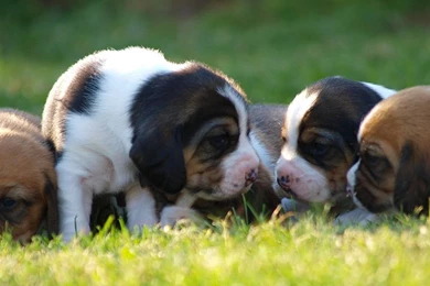 Beagle Wallpapers 8 By Enor14 On DeviantArt