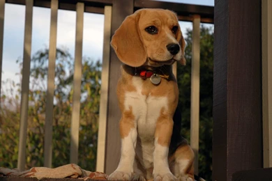 Beagle Desktop Wallpapers The Dog Wallpapers Best The Dog Wallpapers