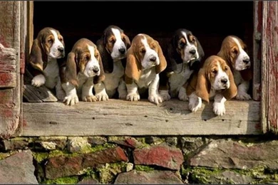 Dogs: Waiting Nice Family Dog Beagle Wallpapers For Desktop For HD ...