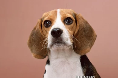 Beagle Dog Photos Beagle Wallpapers 1024x768 NO.3 Desktop ...