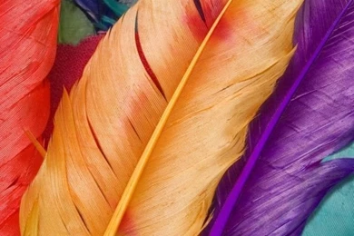 Beautiful Flower Android Wallpapers 960x854 Mobile Phone Hd Wallpapers