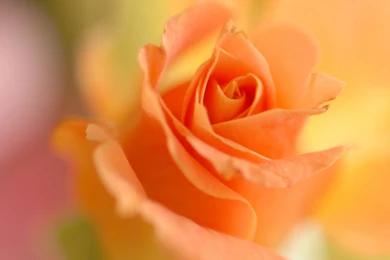 Holiday & Event iPad Wallpapers