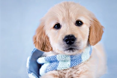 Dogs: Puppy Animal Rachael Hale Winter Blue Scarf Dog Cute Catei ...
