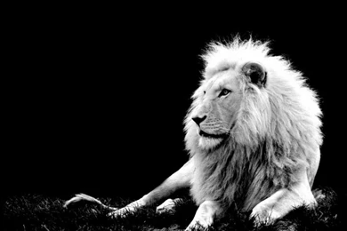 Most Powerful Lions In World