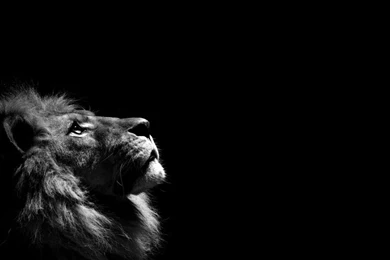 Lion Wallpapers >> Backgrounds With Quality HD