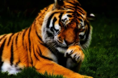 Cute Lion Wallpapers