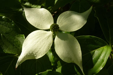 MLeWallpapers.com Sunlit Dogwood Blossom